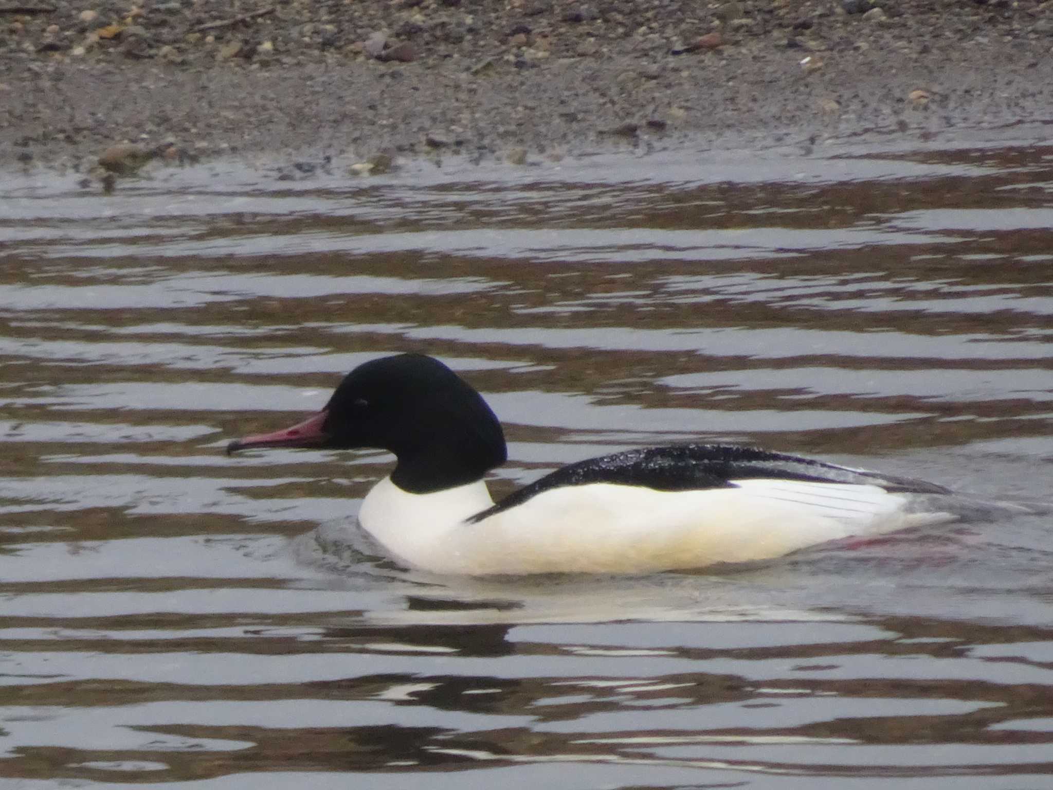 Common Merganser