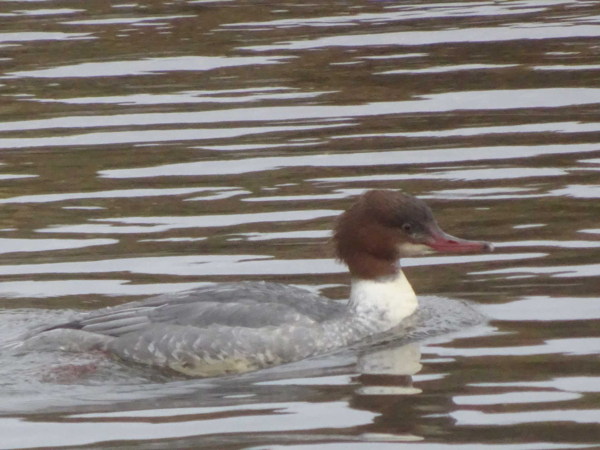 Common Merganser