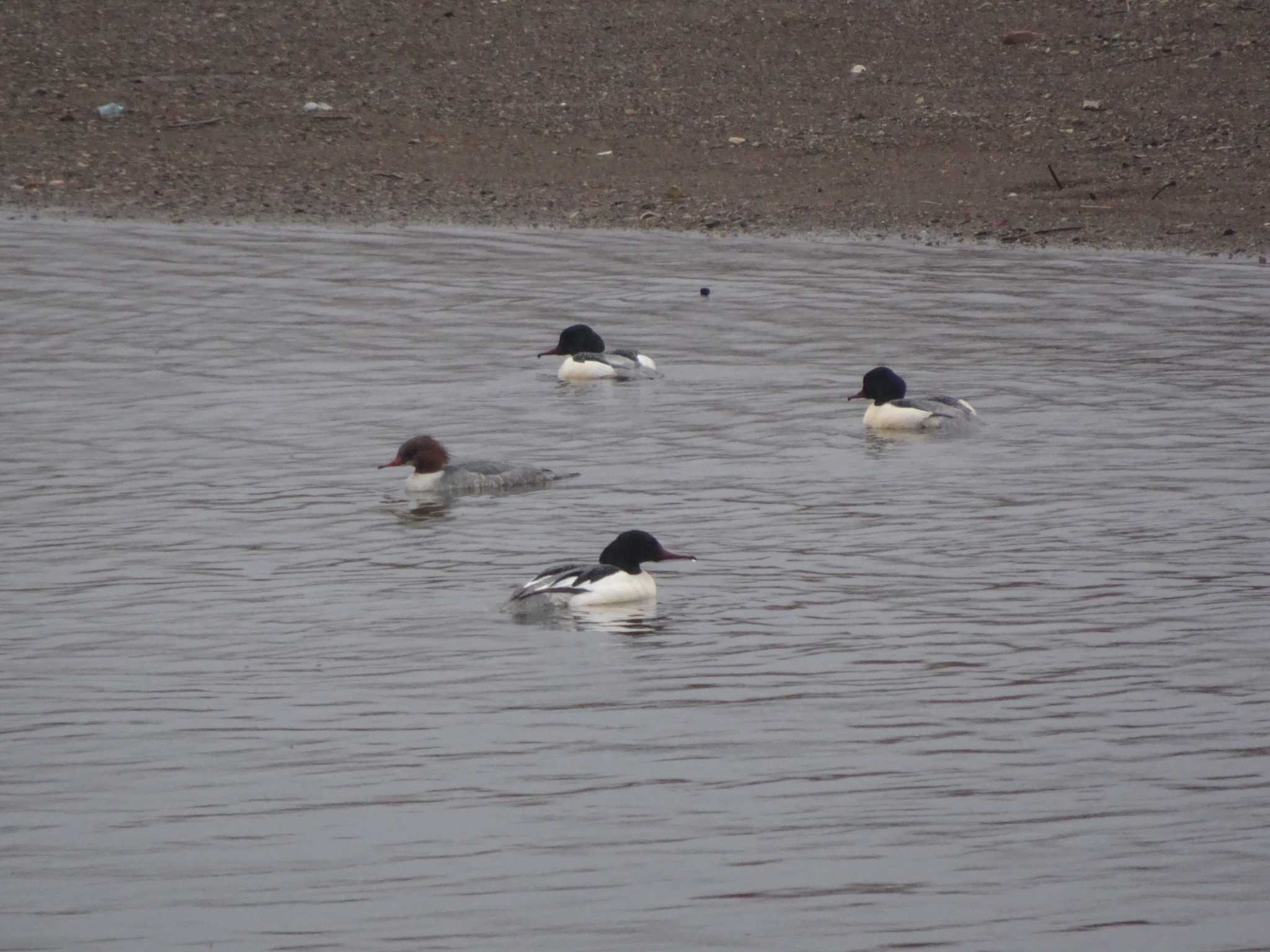 Common Merganser