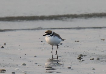 Kentish Plover 荒尾海岸 Fri, 1/3/2020