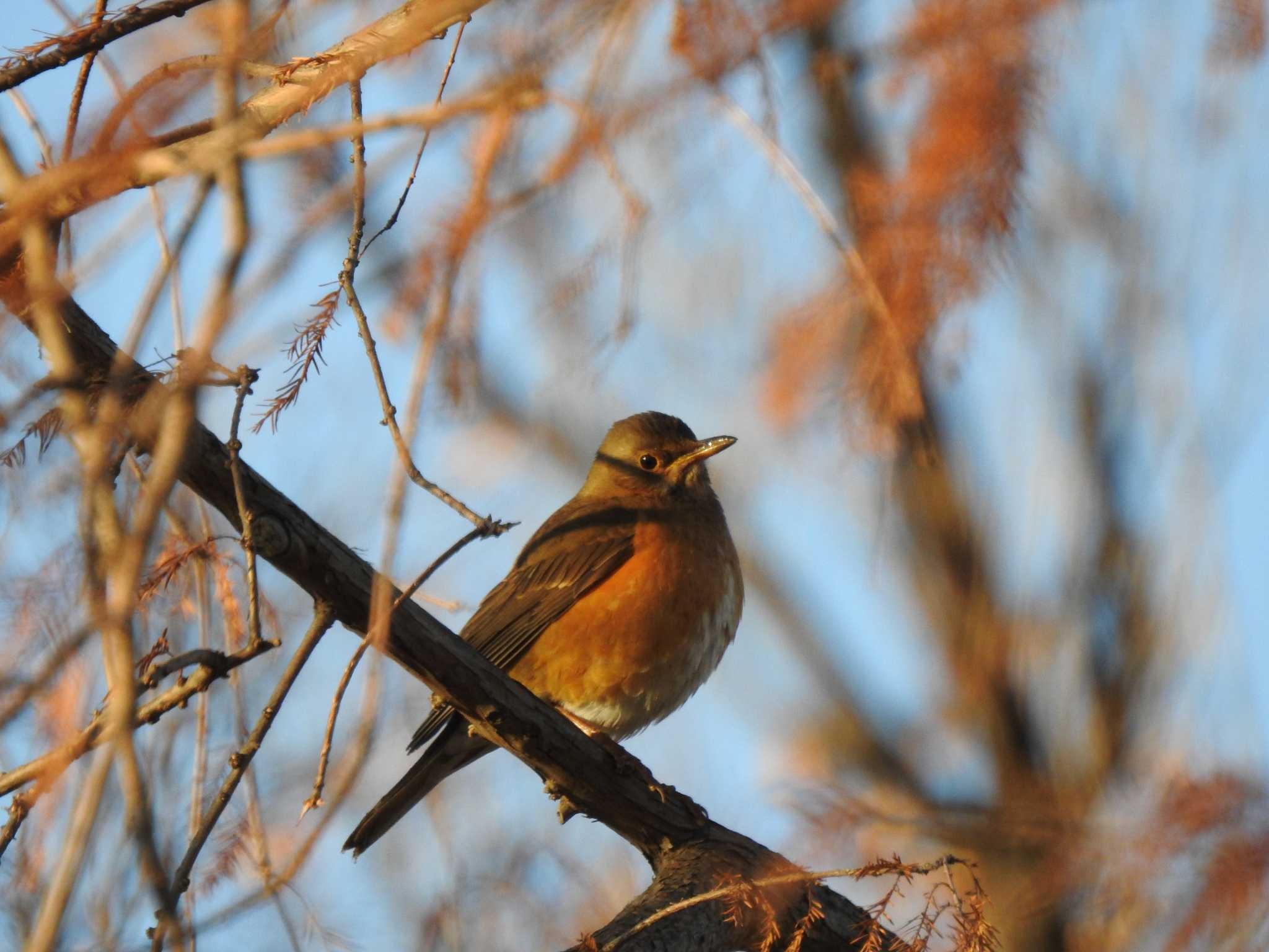 Brown-headed Thrush