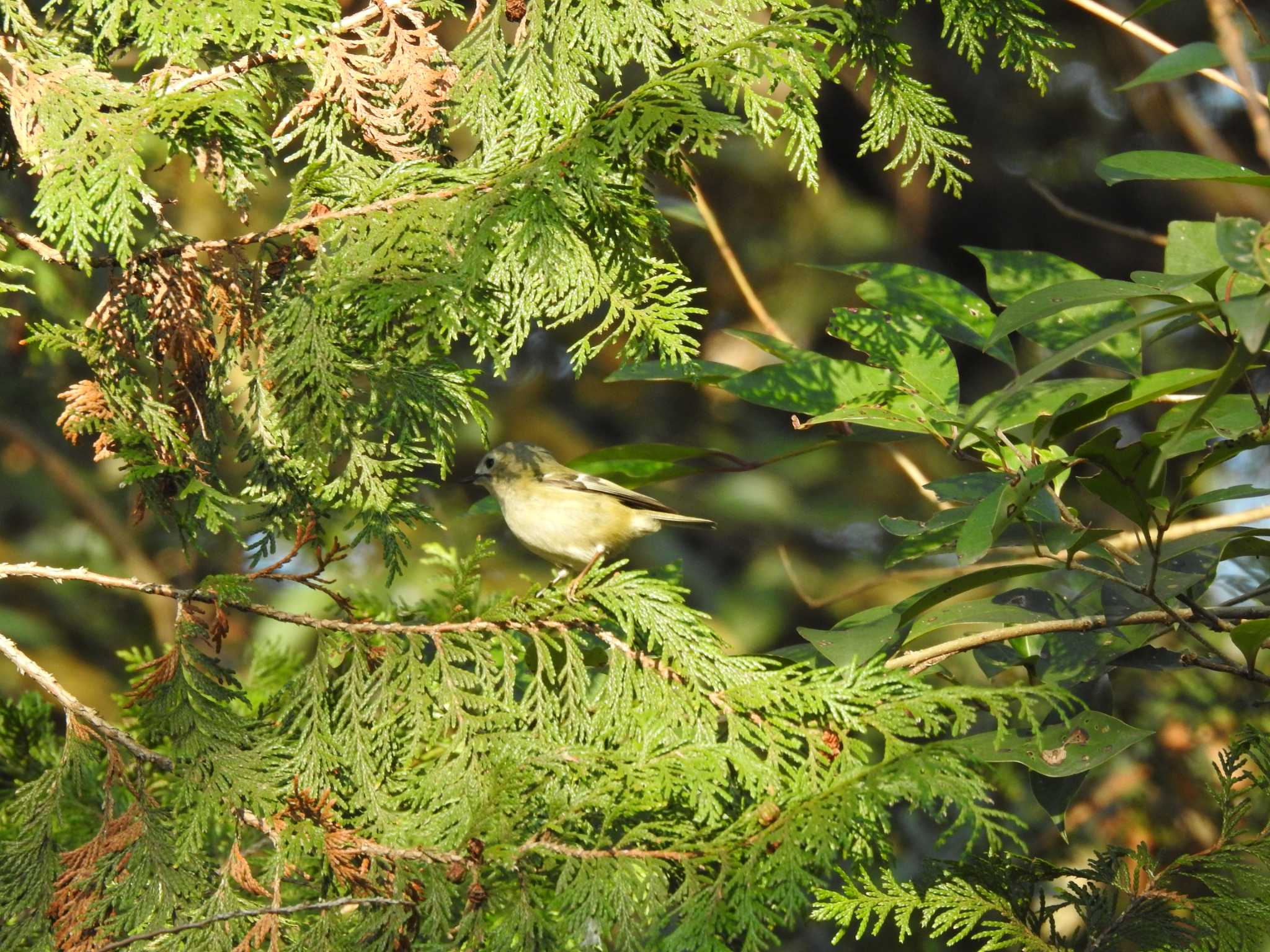 Goldcrest