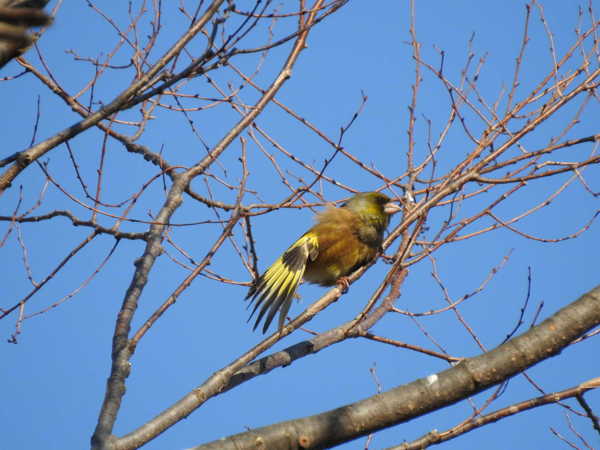 Grey-capped Greenfinch