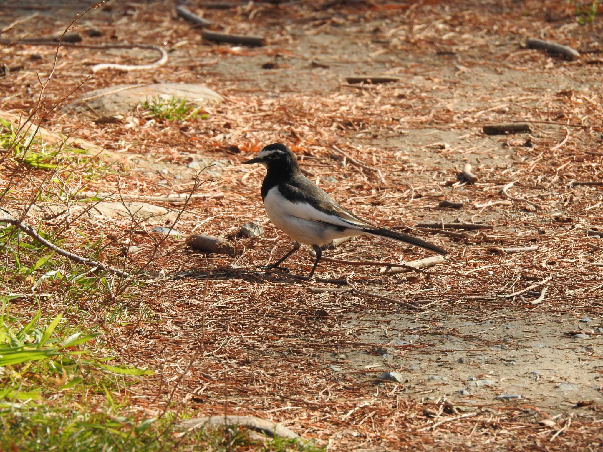 Japanese Wagtail