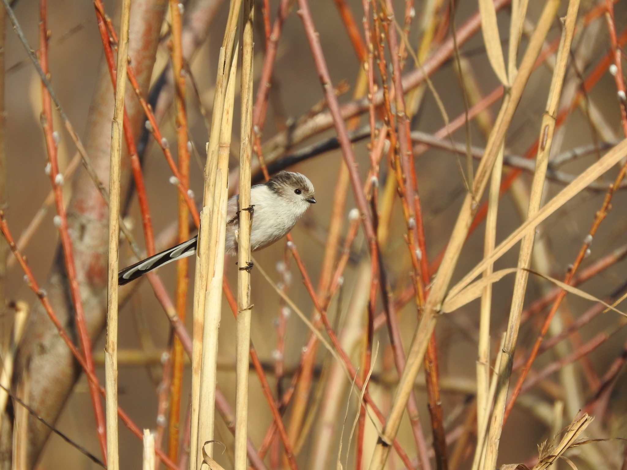 Long-tailed Tit