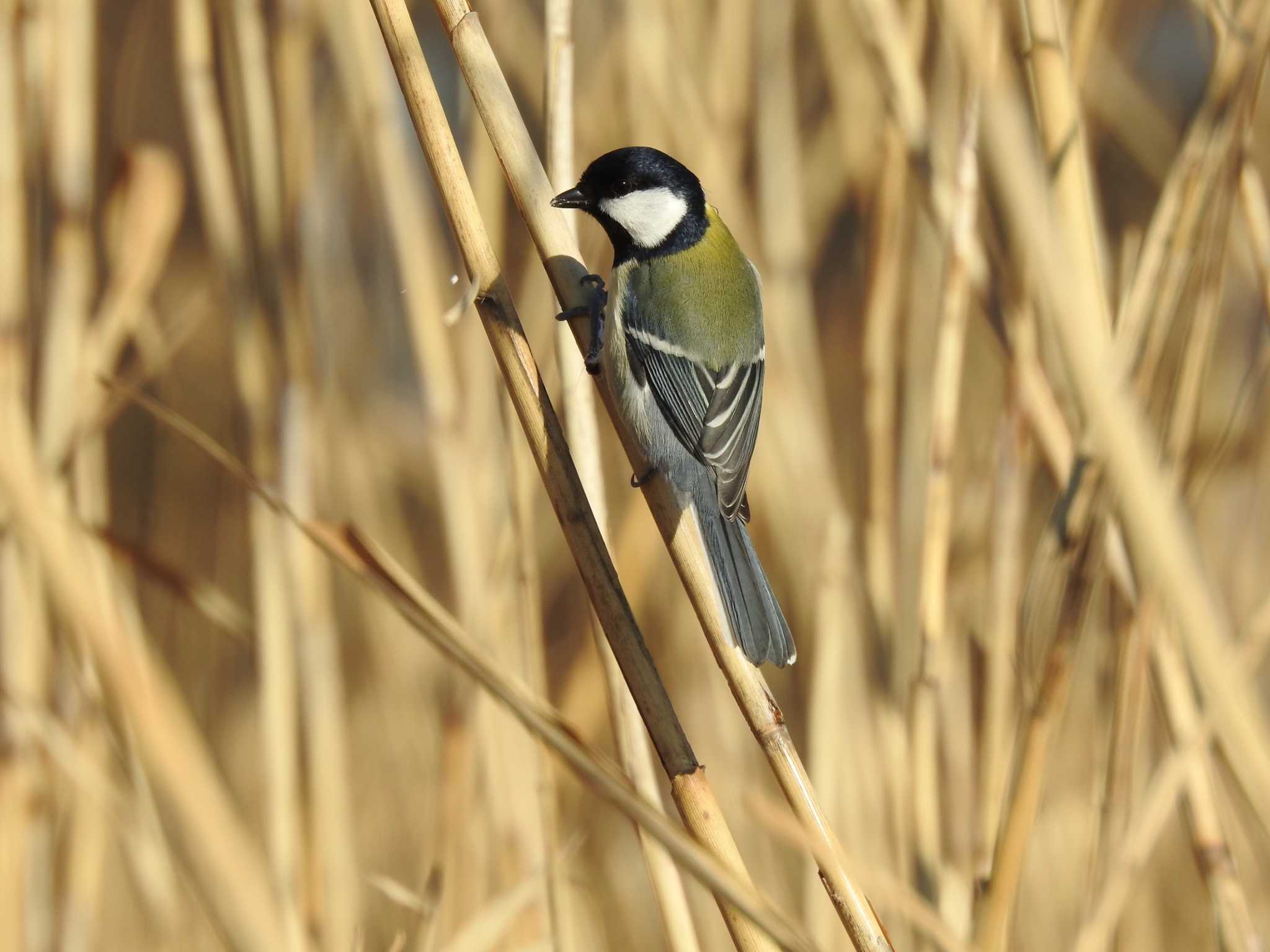 Japanese Tit