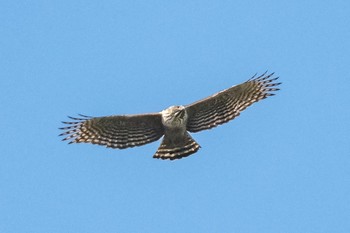 Mountain Hawk-Eagle Unknown Spots Fri, 1/3/2020