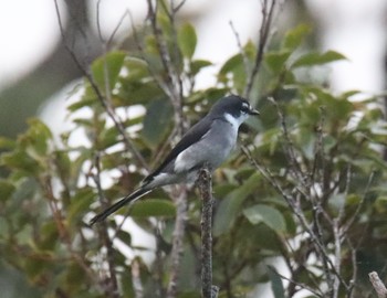 Ashy Minivet Ishigaki Island Sun, 12/29/2019