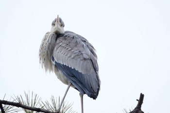 アオサギ 緑ケ丘公園 2019年12月30日(月)