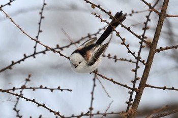 Long-tailed tit(japonicus) Makomanai Park Sat, 1/4/2020