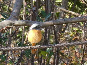 Daurian Redstart ズーラシア Fri, 1/3/2020