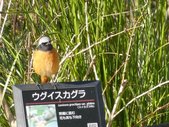 Daurian Redstart ズーラシア Fri, 1/3/2020