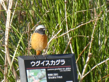 Daurian Redstart ズーラシア Fri, 1/3/2020