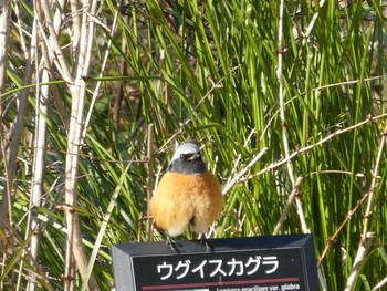 Daurian Redstart ズーラシア Fri, 1/3/2020