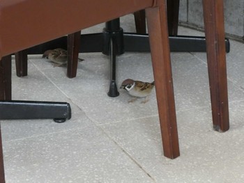 Eurasian Tree Sparrow ズーラシア Fri, 1/3/2020