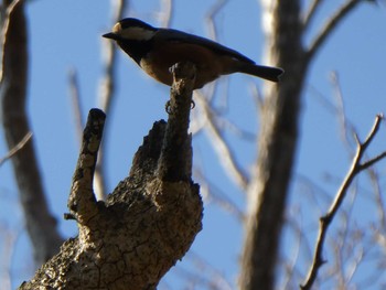 Varied Tit ズーラシア Fri, 1/3/2020