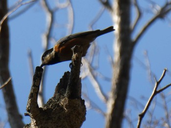 Varied Tit ズーラシア Fri, 1/3/2020