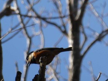 Varied Tit ズーラシア Fri, 1/3/2020