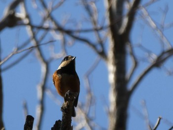 Varied Tit ズーラシア Fri, 1/3/2020