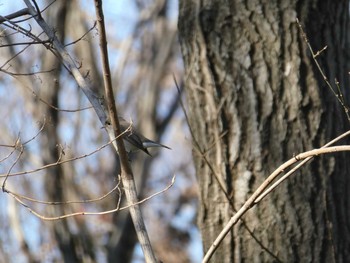 Red-breasted Flycatcher ズーラシア Fri, 1/3/2020