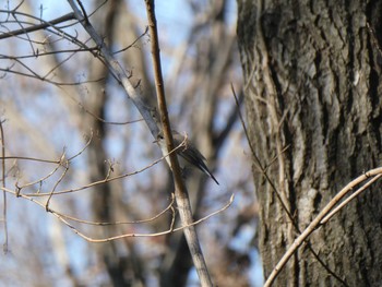 Red-breasted Flycatcher ズーラシア Fri, 1/3/2020