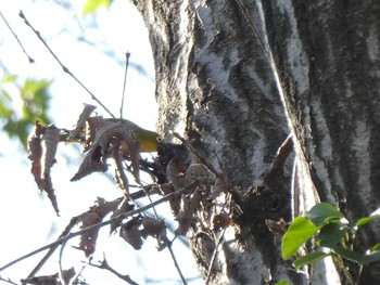 Warbling White-eye ズーラシア Fri, 1/3/2020