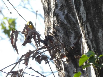 Warbling White-eye ズーラシア Fri, 1/3/2020