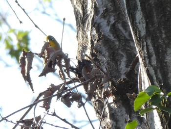 Warbling White-eye ズーラシア Fri, 1/3/2020