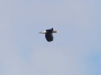 2020年1月4日(土) 勇払原野の野鳥観察記録