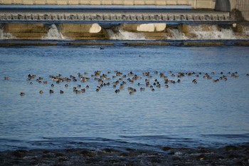 2020年1月4日(土) 多摩川二ヶ領宿河原堰の野鳥観察記録