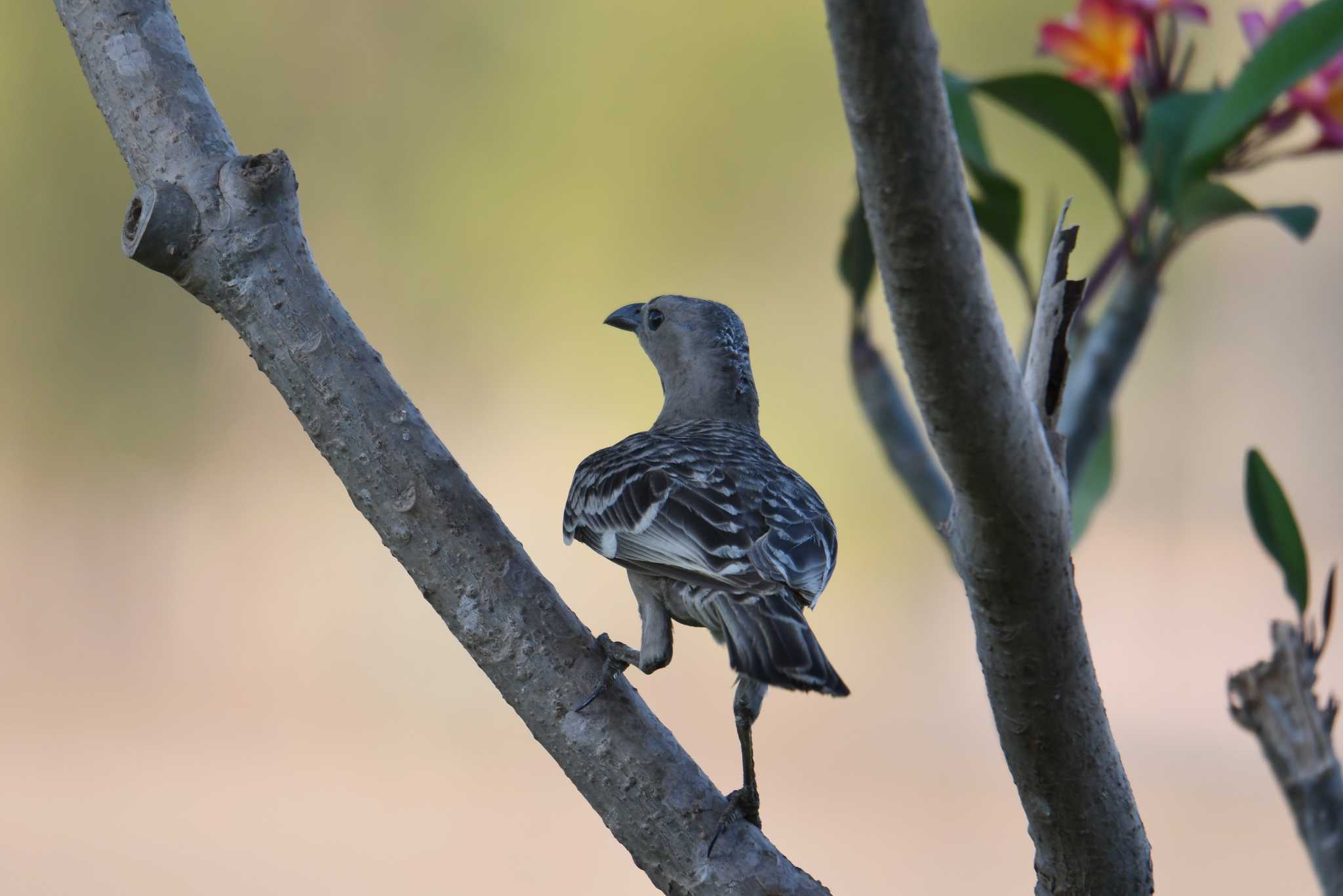 Great Bowerbird