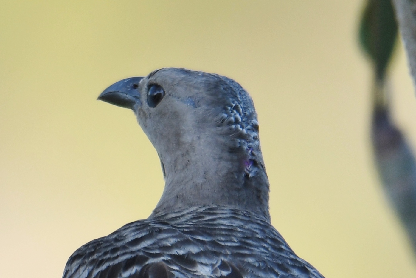 Great Bowerbird