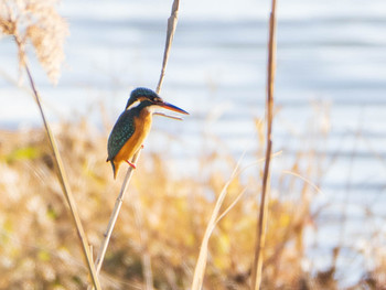 2019年12月29日(日) 手賀沼の野鳥観察記録