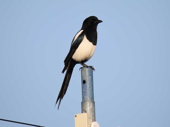 Eurasian Magpie 吉野ヶ里歴史公園 Sat, 1/4/2020