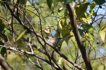 Lesser Whitethroat 愛知県 Sun, 11/17/2019