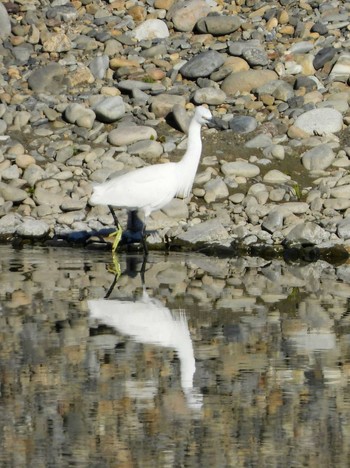 Little Egret 多摩川大丸 Wed, 1/1/2020