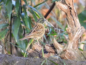 Masked Bunting Tama Cemetery Wed, 1/1/2020