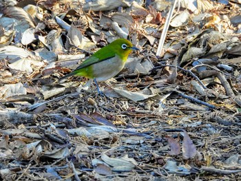 Warbling White-eye Tama Cemetery Wed, 1/1/2020