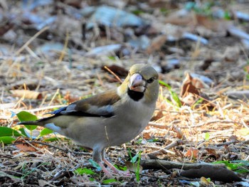 Hawfinch Tama Cemetery Wed, 1/1/2020