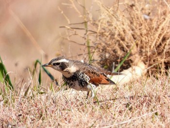 Dusky Thrush 多摩川大丸 Wed, 1/1/2020