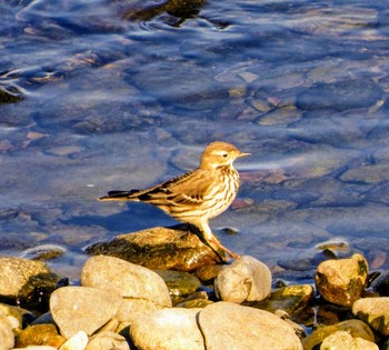 Water Pipit 多摩川大丸 Wed, 1/1/2020