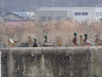 Mallard 浅野川河口 Fri, 1/3/2020