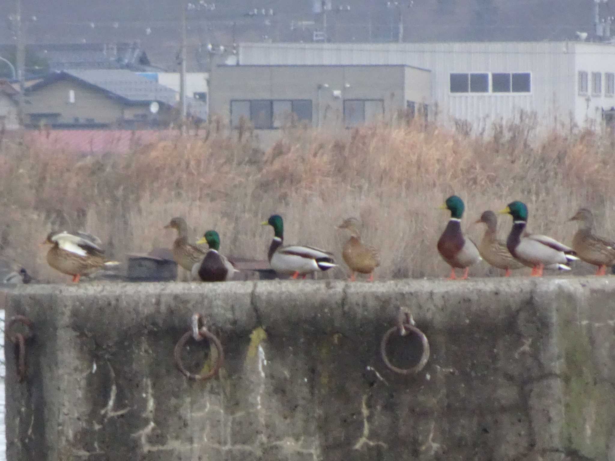 Photo of Mallard at 浅野川河口 by Kozakuraband