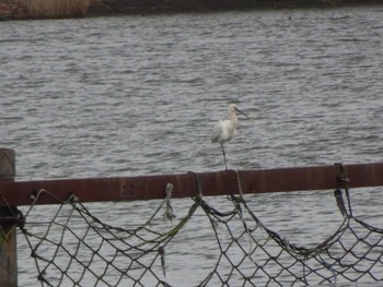 Eurasian Spoonbill 浅野川河口 Fri, 1/3/2020