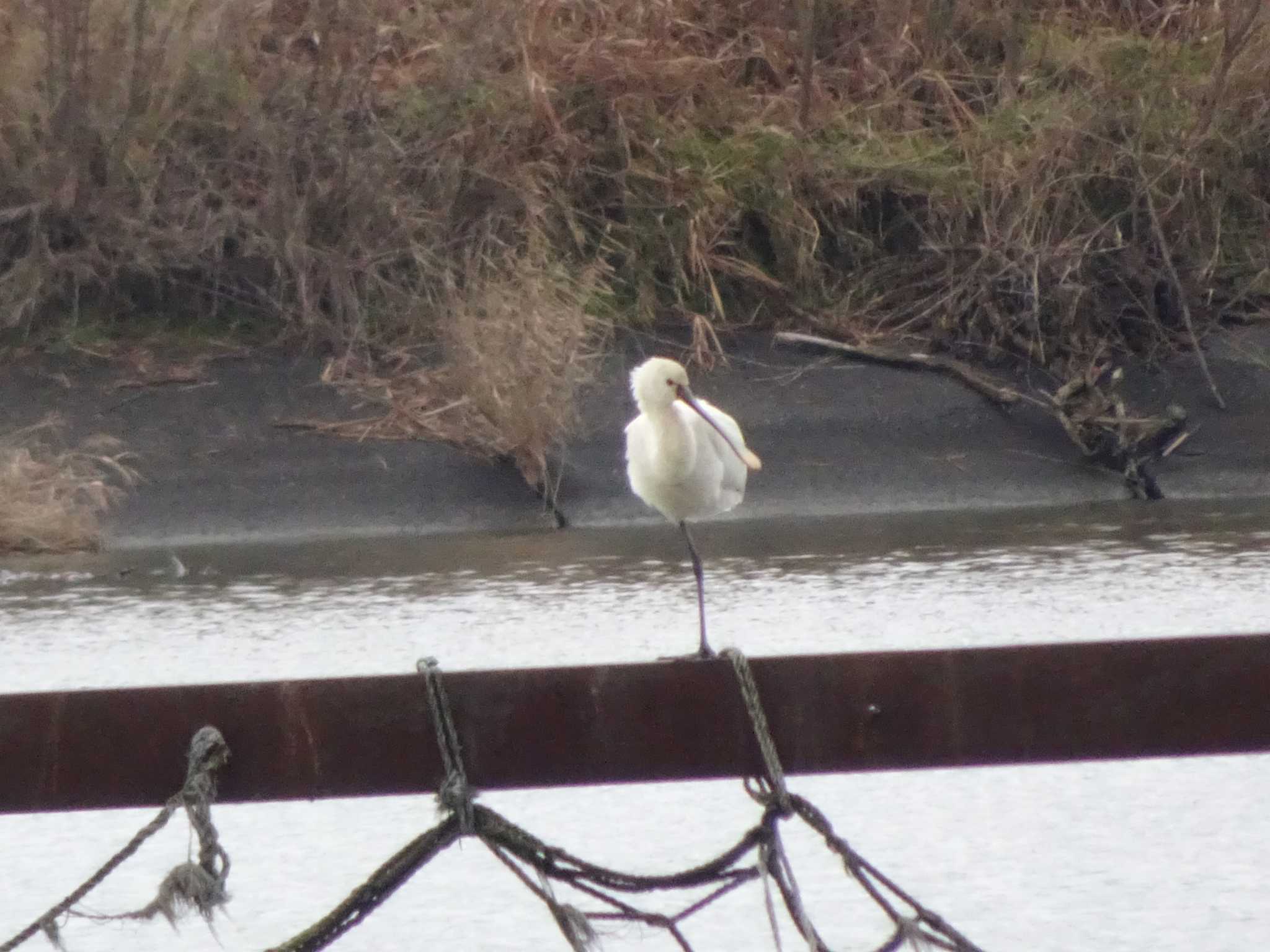 Eurasian Spoonbill