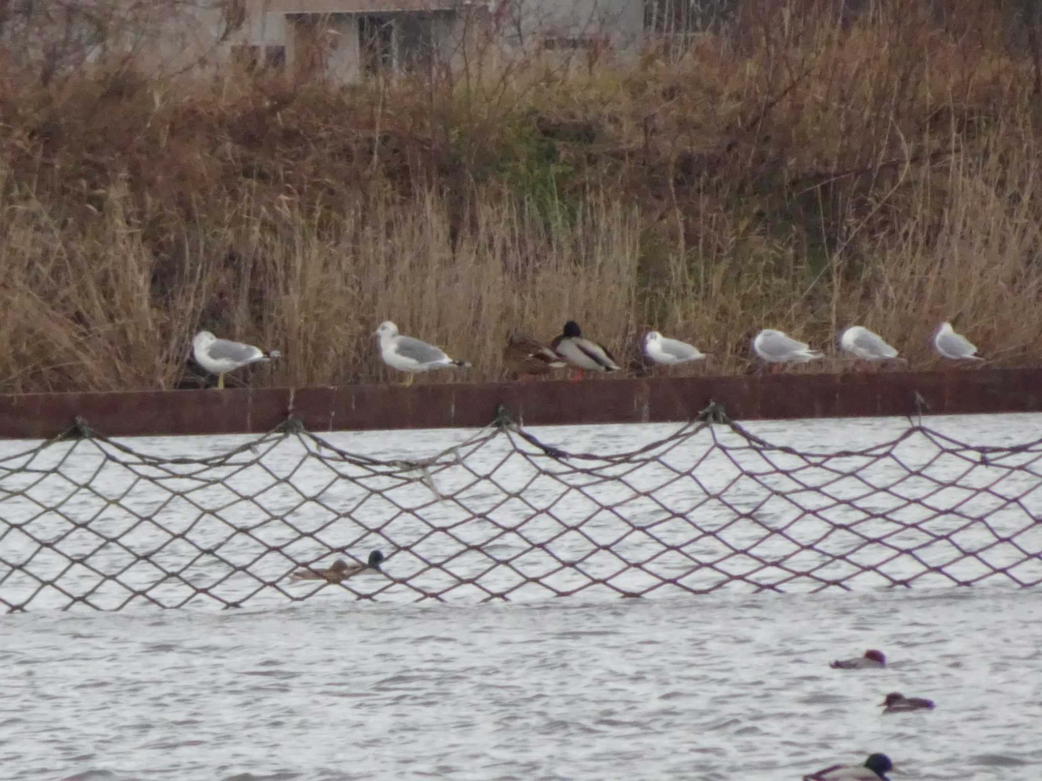 Black-headed Gull