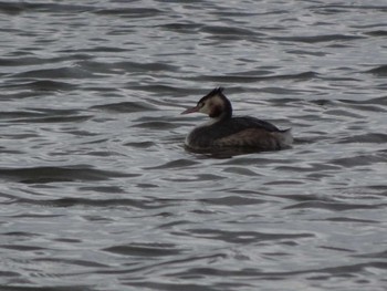 2020年1月3日(金) 浅野川河口の野鳥観察記録