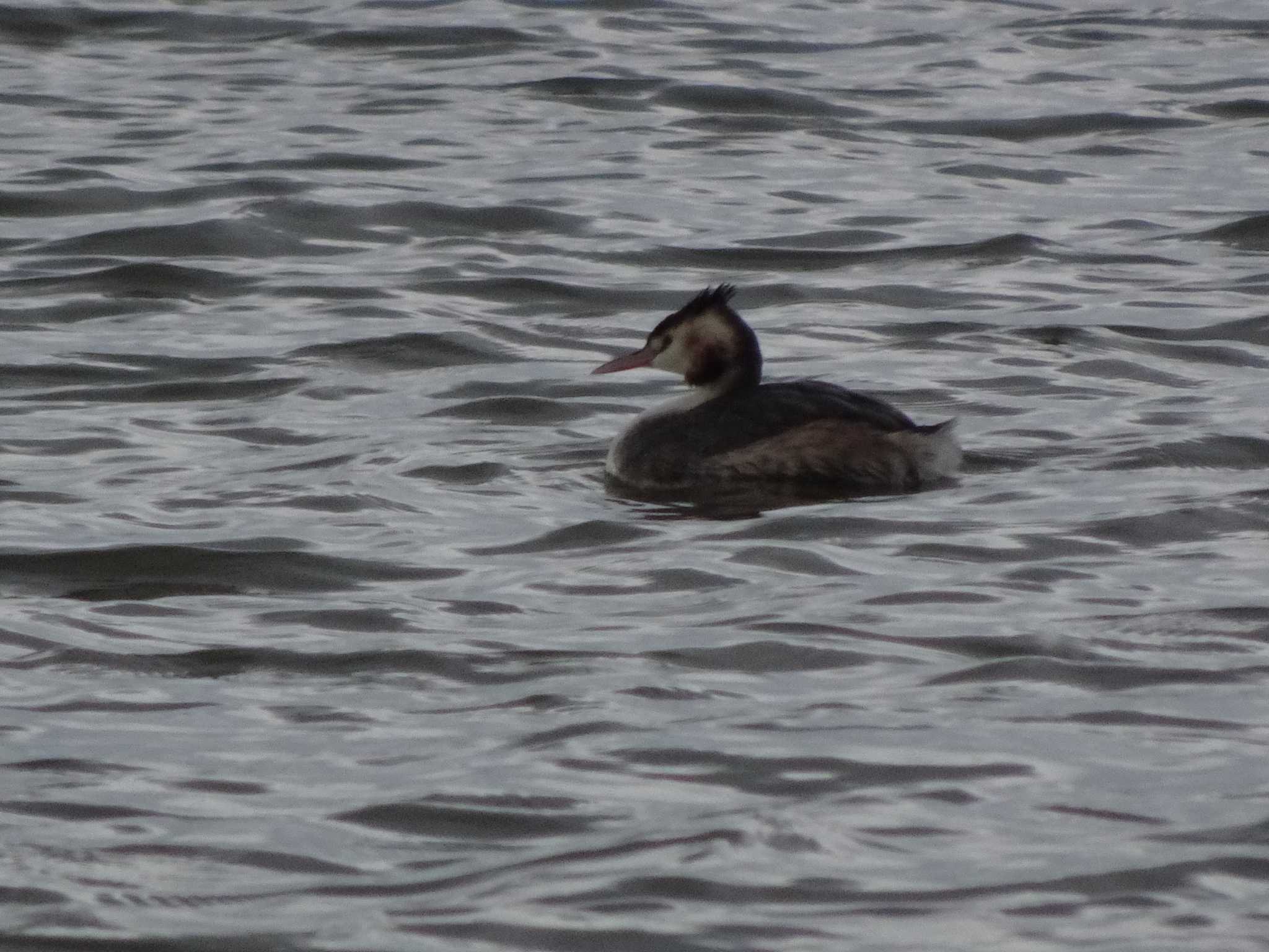 Great Crested Grebe