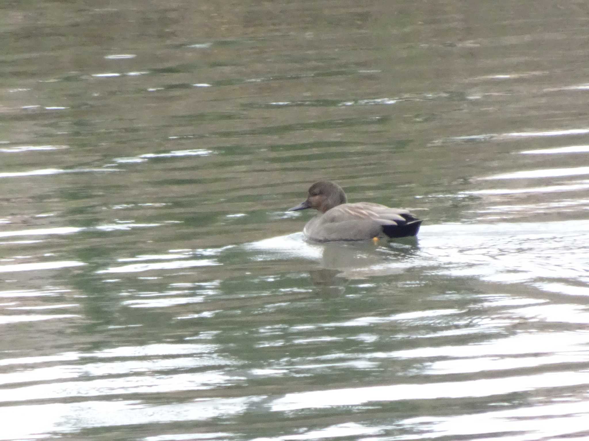 Photo of Gadwall at 浅野川河口 by Kozakuraband