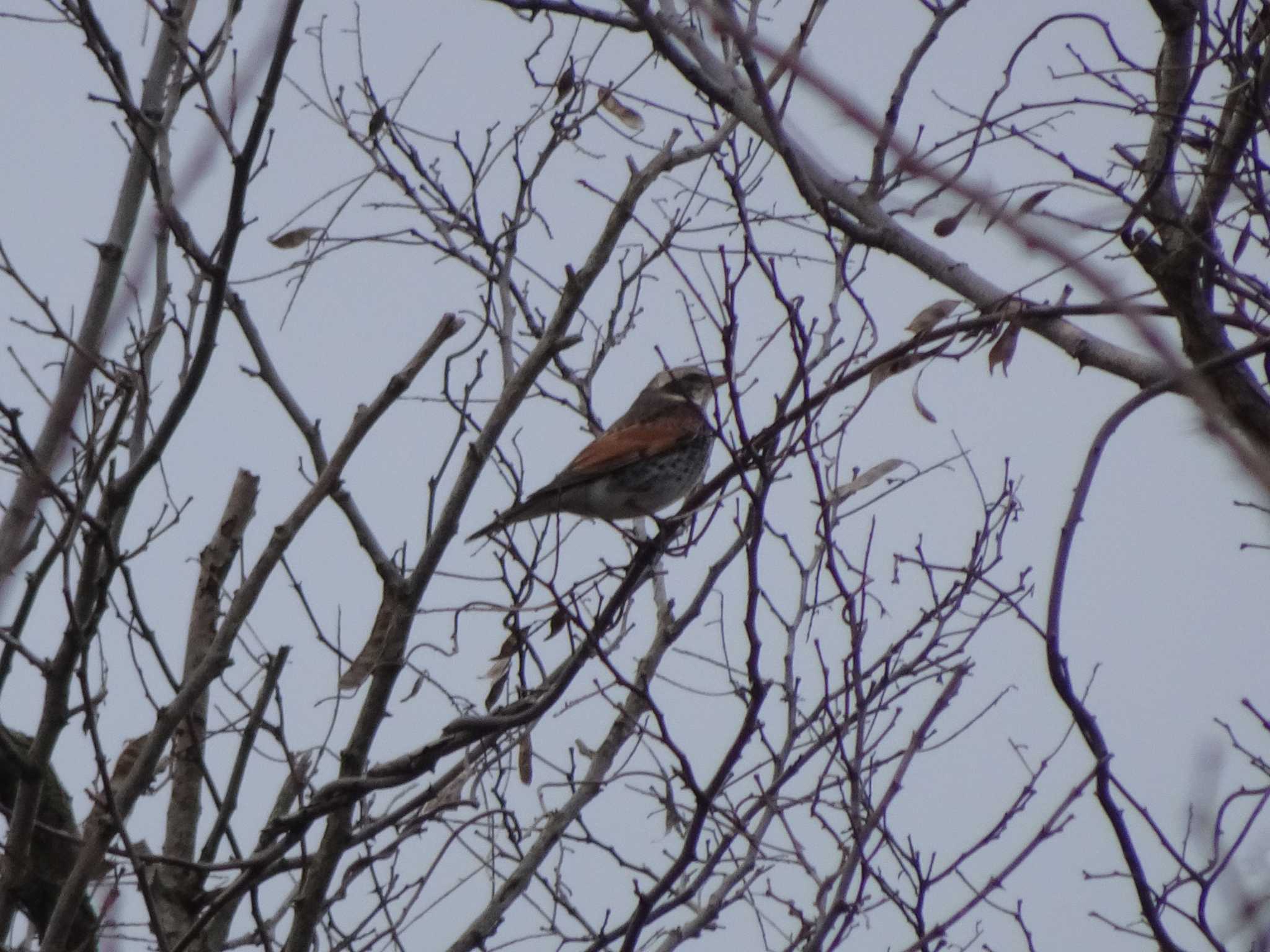 Dusky Thrush